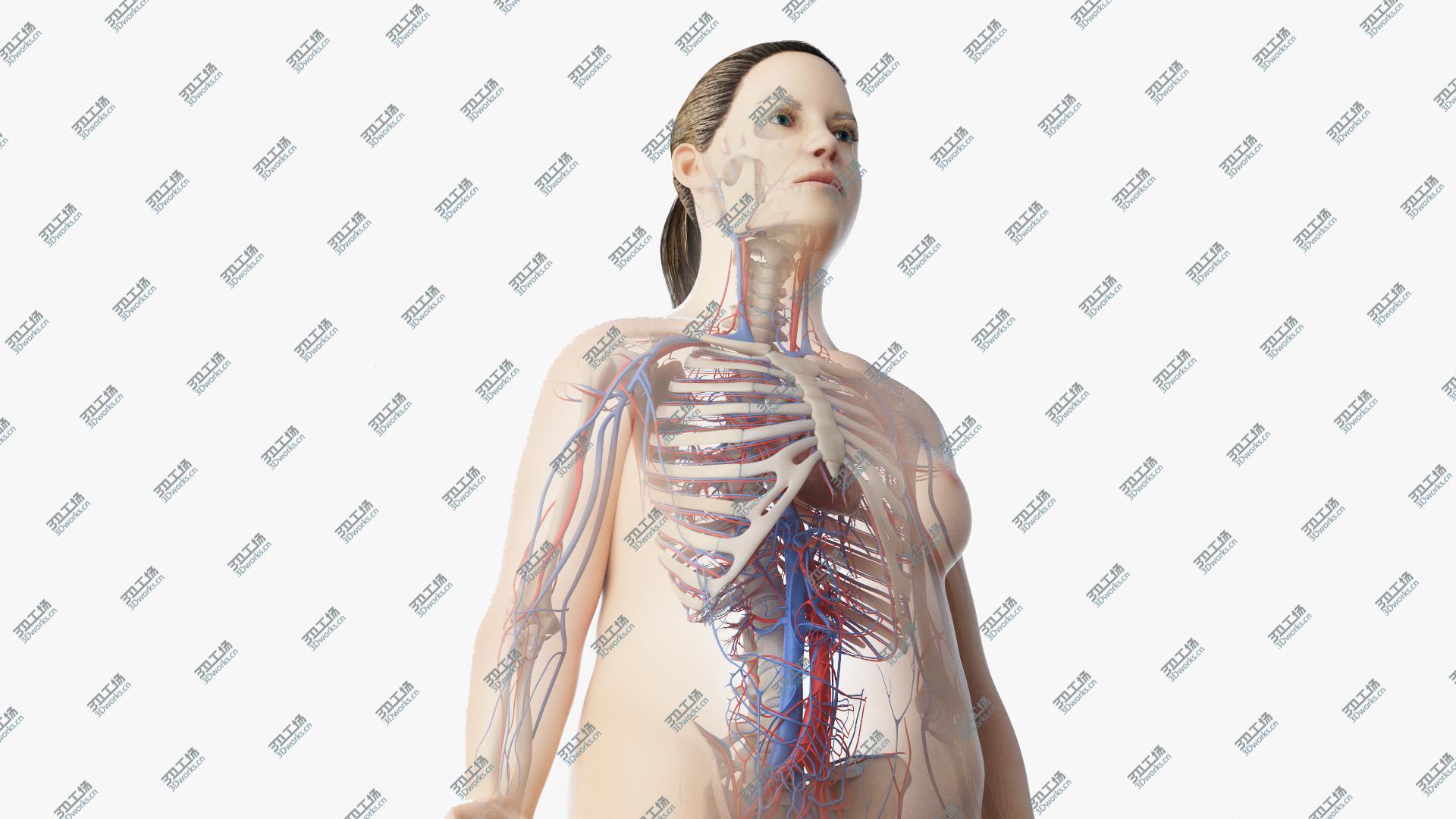 images/goods_img/20210313/3D Obese Female Skin, Skeleton And Vascular System Rigged model/1.jpg